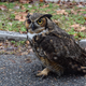 Illustration for article titled Owl Stuck In SUV Grille During 160-Mile Ride Should Be Fine
